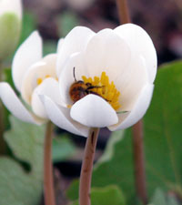 Bloodroot