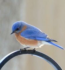 Bluebird