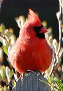 Cardinal