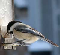 Chickadee at feeder