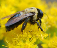 Bumblebee on goldenrod