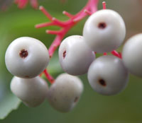 Gray dogwood berries