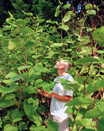 Japanese knotweed