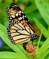 Monarch laying eggs on a swamp milkweed