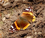 Red Admiral