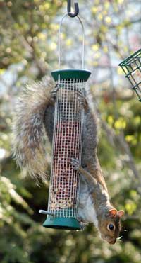 Squirrel at feeder