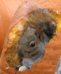 Squirrel in pumpkin