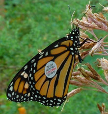 Tagged monarch