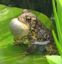 Toad singing