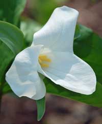 trillium