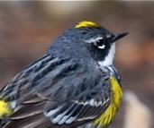 Yellow-rump  warbler