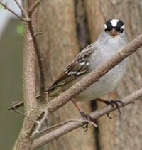 White-crowned sparrow