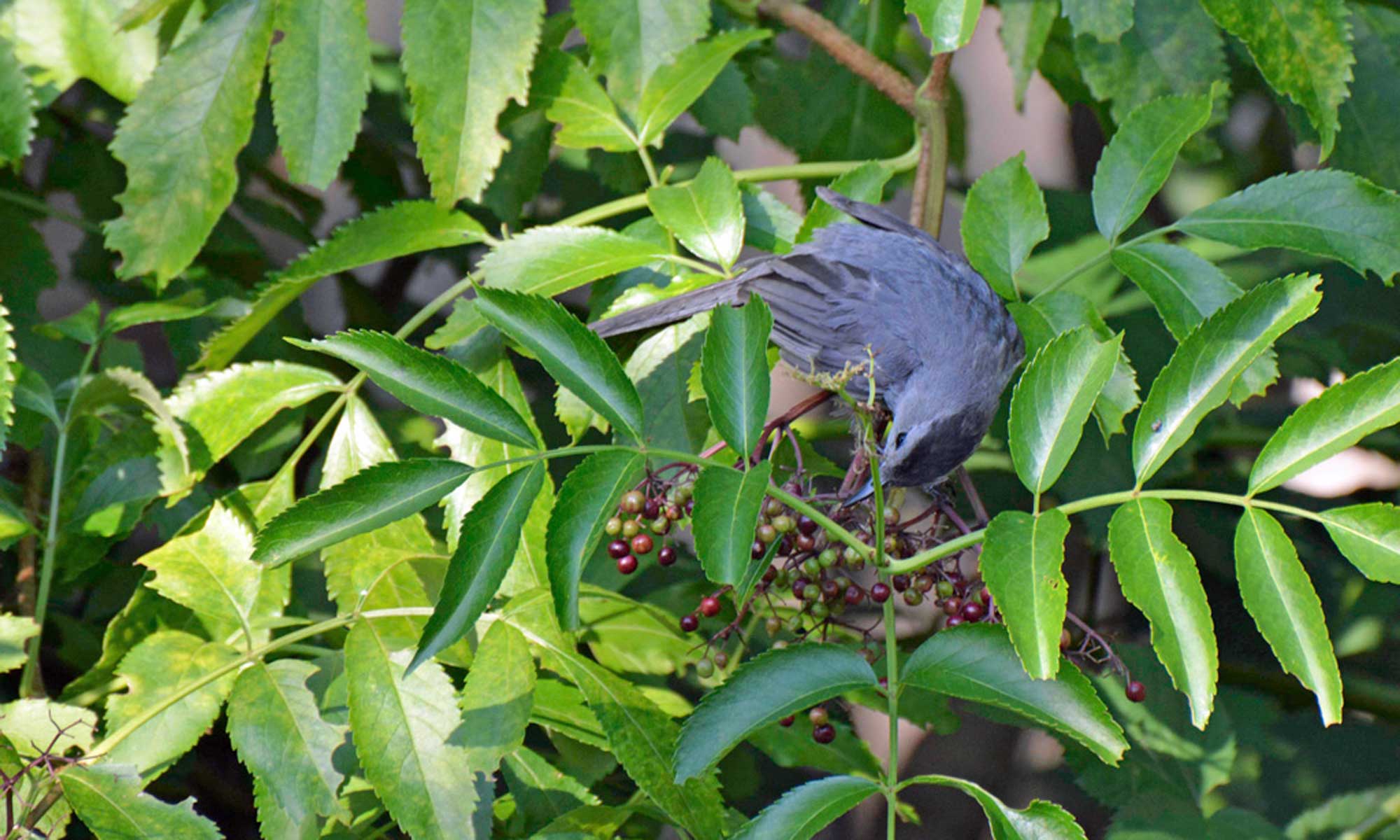 Bird-friendly Plants – Habitat Gardening in CNY