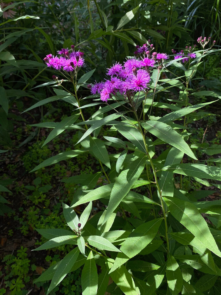 NY Ironweed