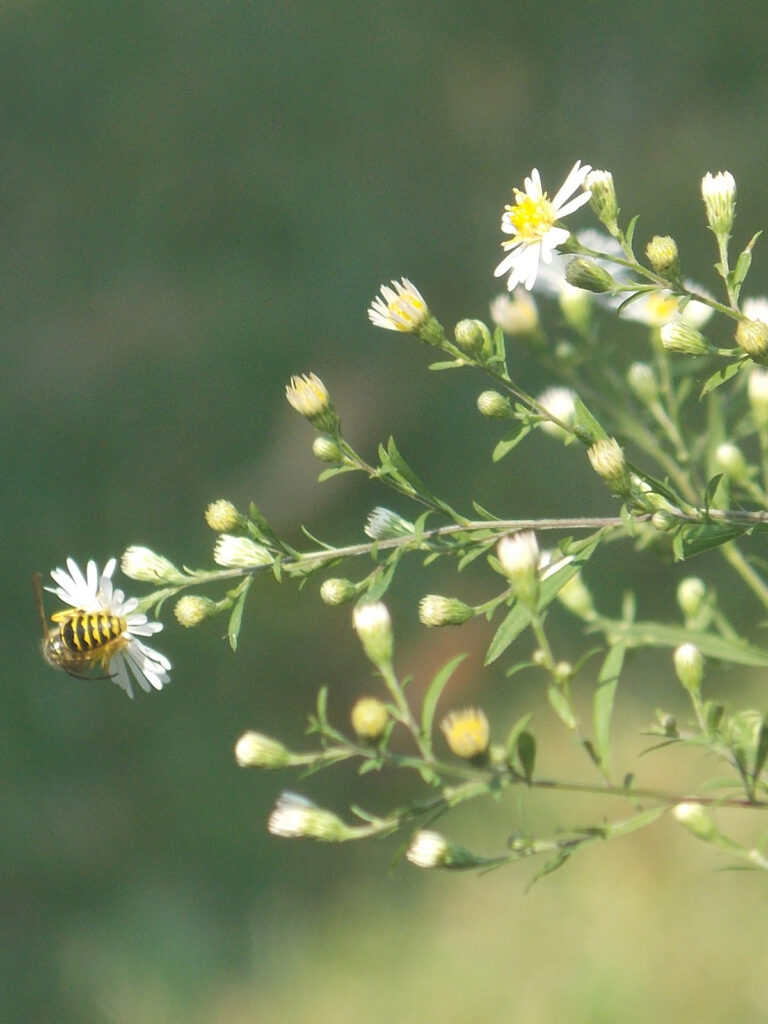 Bee lover plant