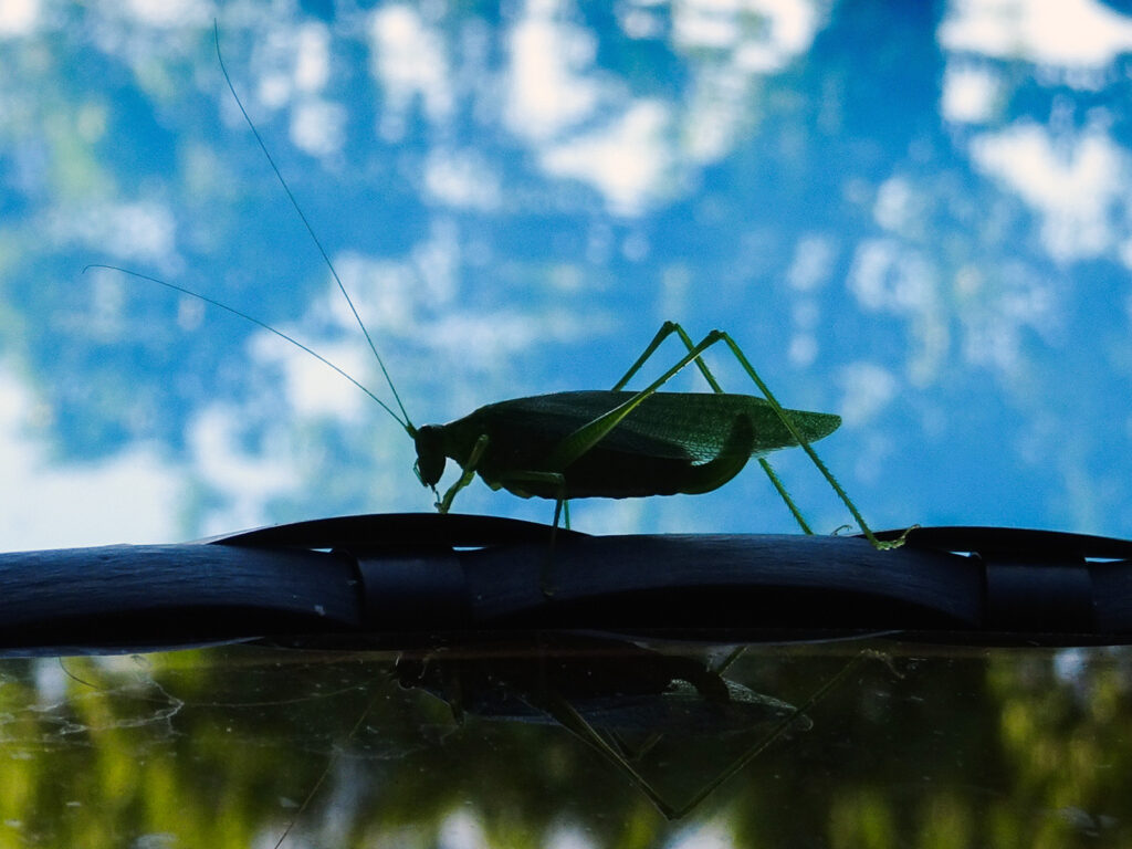 Katydid - Diana Green