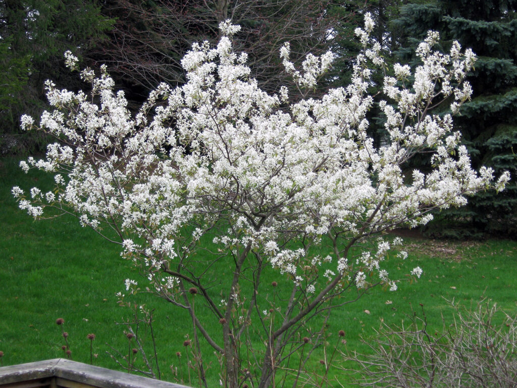 Amelanchier