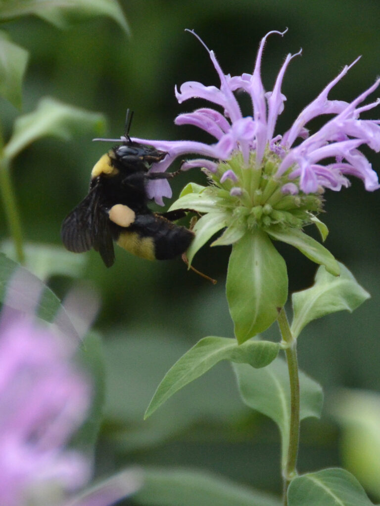 Black and gold bumblebee at Monarda fistulosa