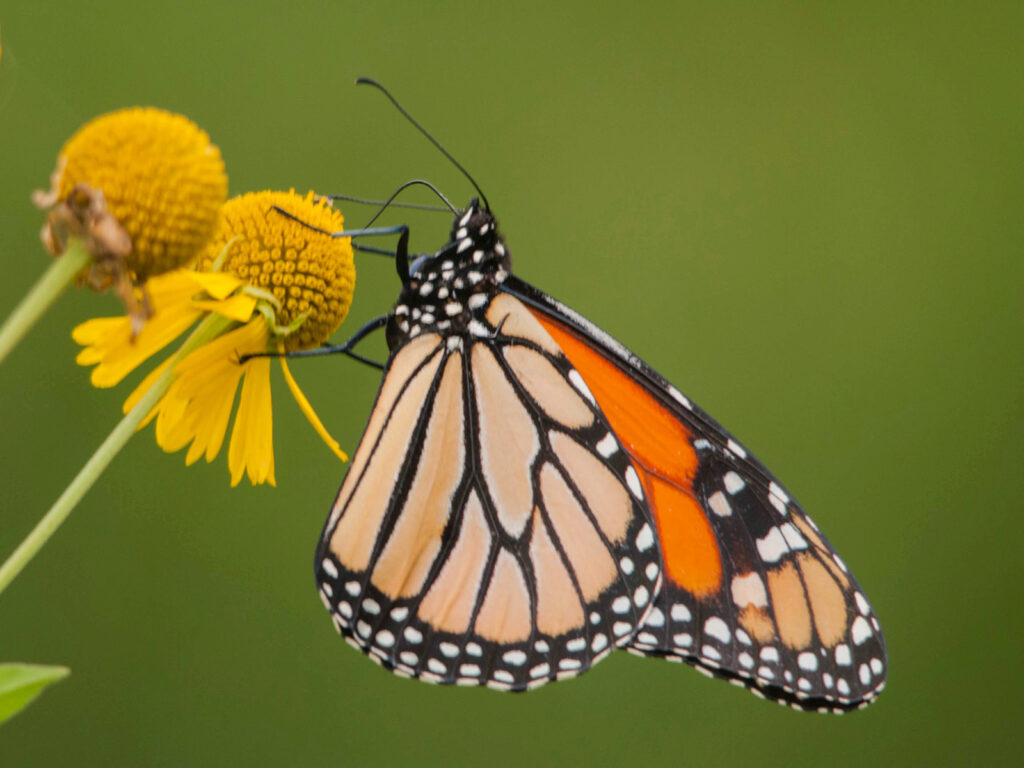 Monarch on helenium