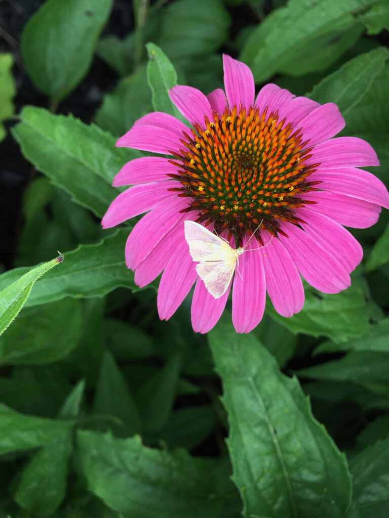 Carol's coneflower