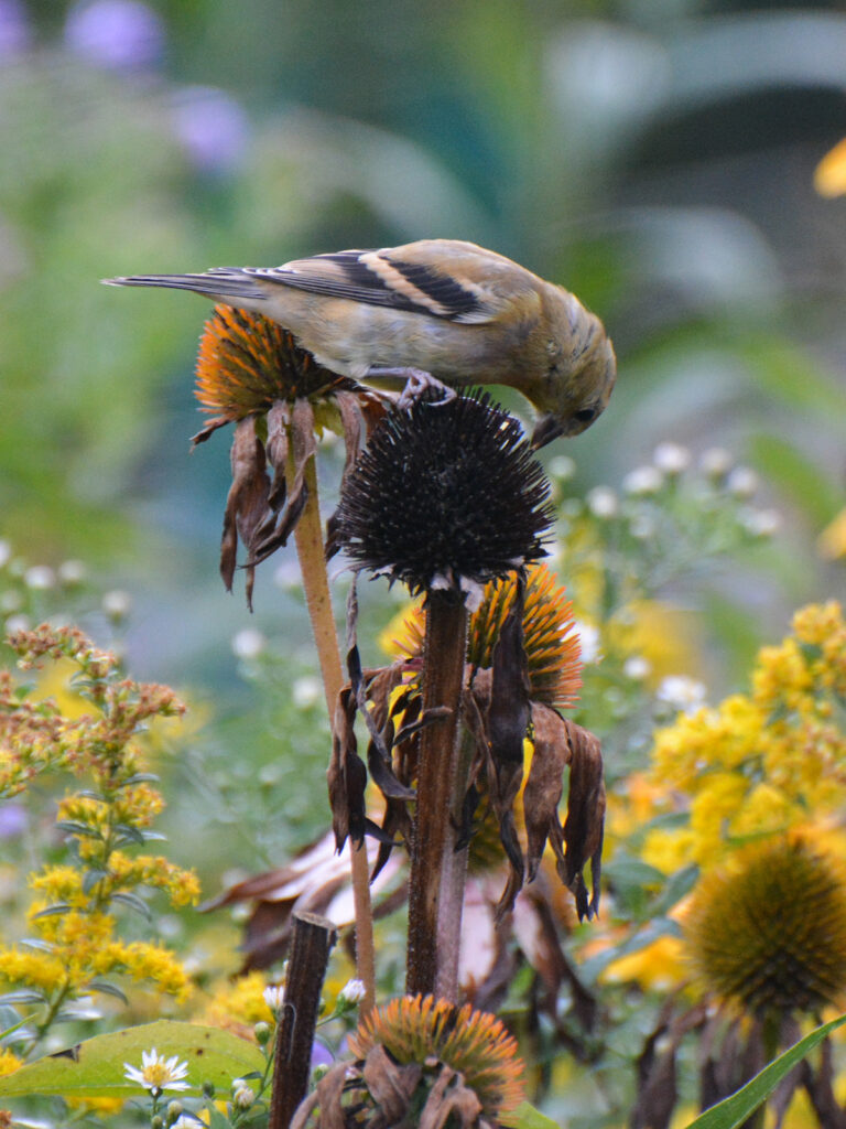 Goldfinch eating coneflower seeds