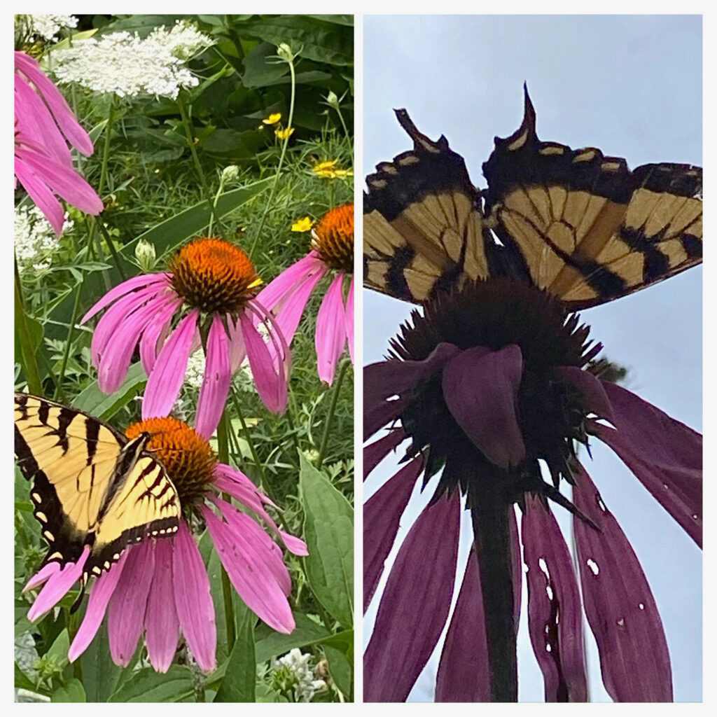 Swallowtail and coneflower