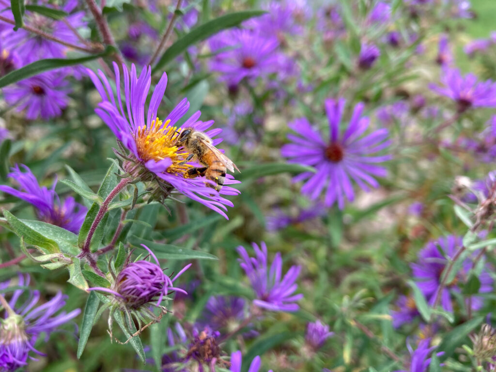 A bee eating aster nectar