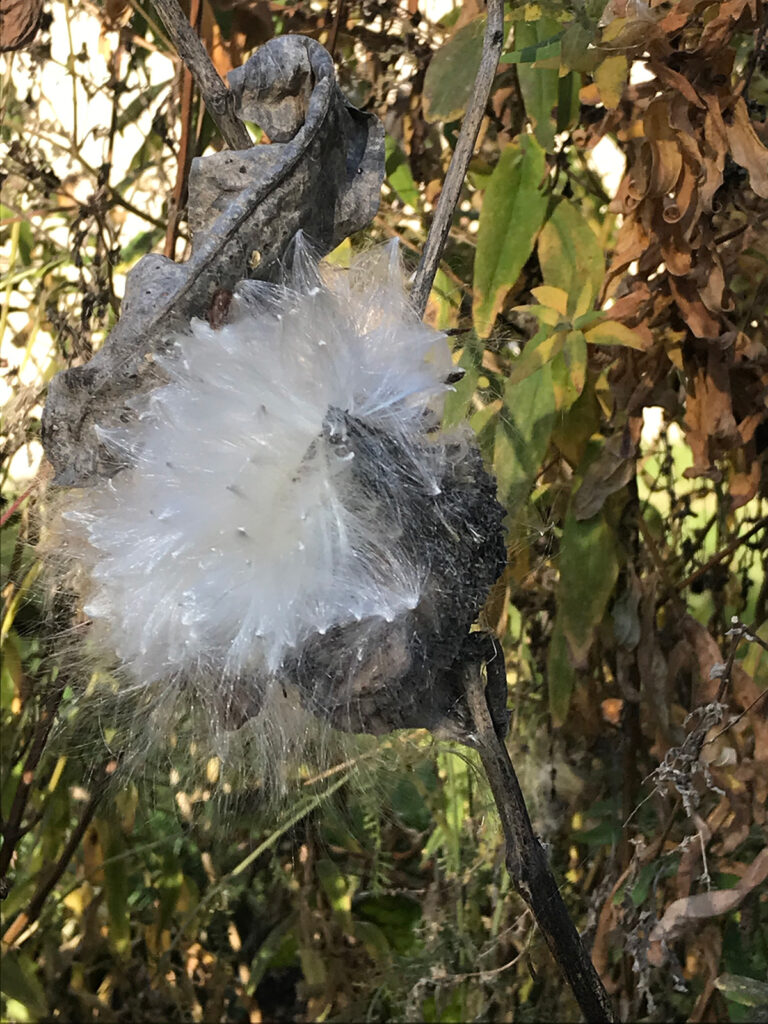 Milkweed seedpod