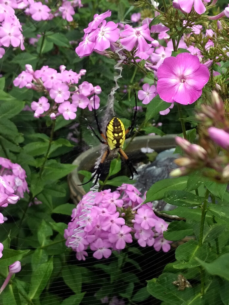 Golden garden spider with phlox