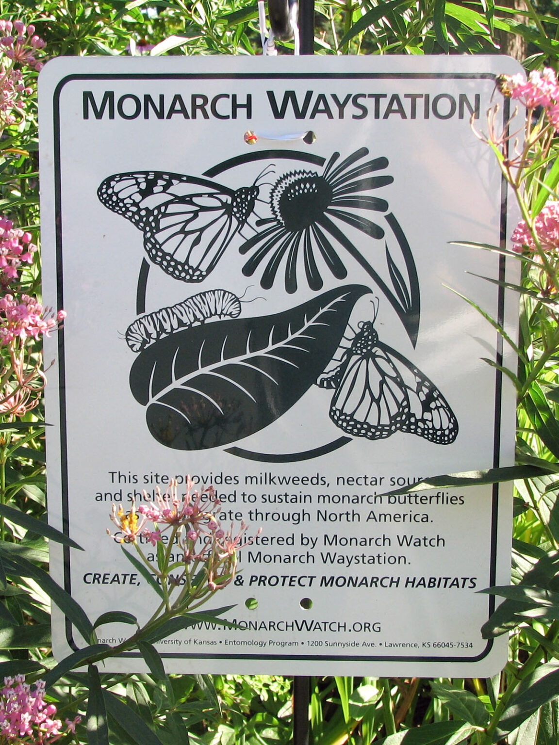 Our Monarch Waystations – Habitat Gardening in Central NY